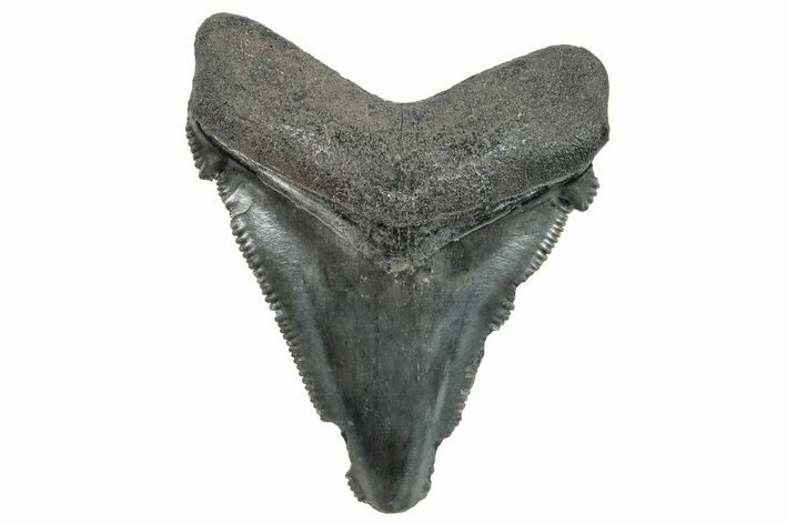 Serrated, Chubutensis Tooth - Megalodon Ancestor #259574